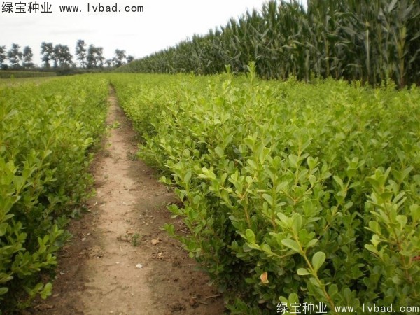 <a href='http://www.zishuwang.com.cn/linmuzhongzi/2215.html' target='_blank'>瓜子黃楊種子</a>