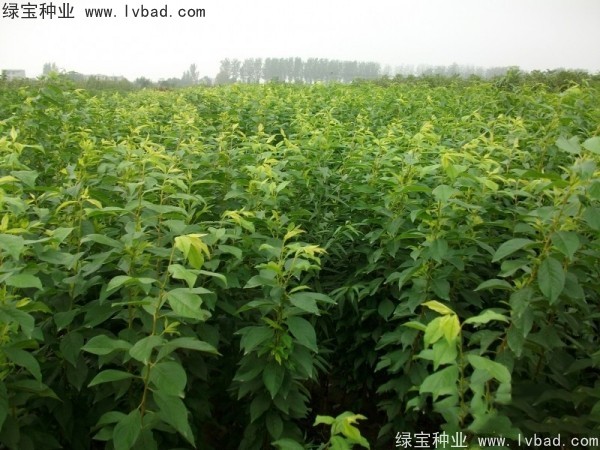 <a href='http://www.zishuwang.com.cn/linmuzhongzi/2231.html' target='_blank'>李子種子</a>