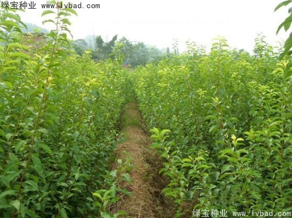 李子<a href='http://www.zishuwang.com.cn/' target='_blank'>種子</a>