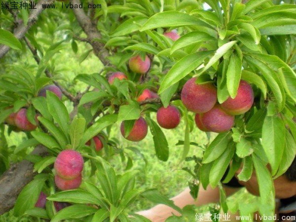 <a href='http://www.zishuwang.com.cn/linmuzhongzi/2231.html' target='_blank'>李子種子</a>