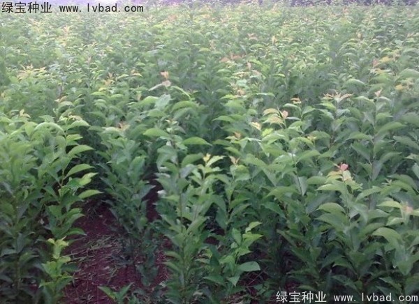李子<a href='http://www.zishuwang.com.cn/' target='_blank'>種子</a>