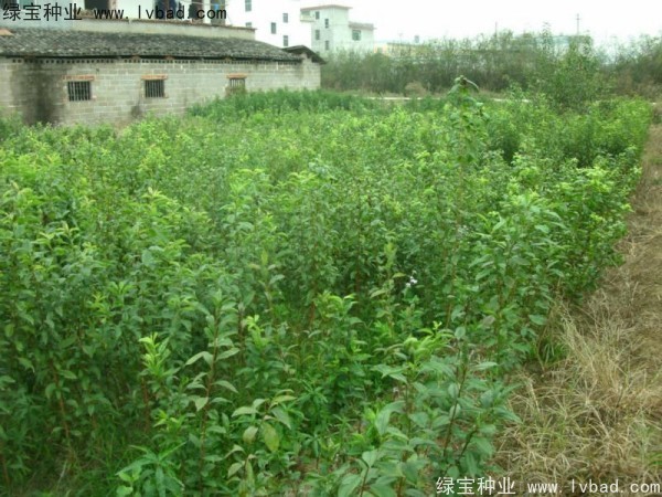 李子<a href='http://www.zishuwang.com.cn/' target='_blank'>種子</a>