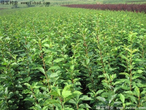 <a href='http://www.zishuwang.com.cn/linmuzhongzi/2231.html' target='_blank'>李子種子</a>