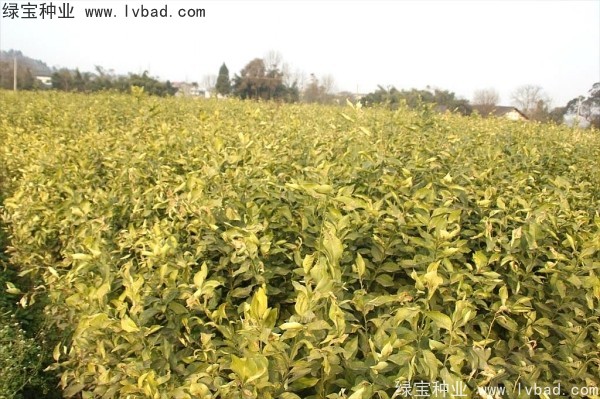 <a href='http://www.zishuwang.com.cn/linmuzhongzi/2234.html' target='_blank'>檸檬種子</a>