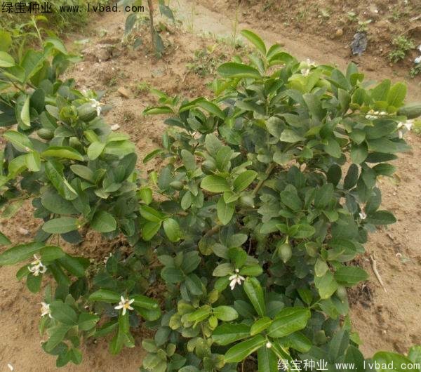 檸檬<a href='http://www.zishuwang.com.cn/' target='_blank'>種子</a>