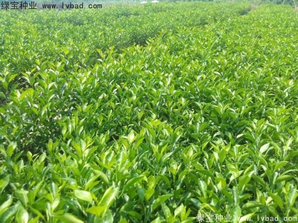 <a href='http://www.zishuwang.com.cn/linmuzhongzi/2234.html' target='_blank'>檸檬</a><a href='http://www.zishuwang.com.cn/' target='_blank'>種子</a>