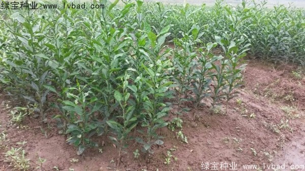 <a href='http://www.zishuwang.com.cn/linmuzhongzi/2234.html' target='_blank'>檸檬</a><a href='http://www.zishuwang.com.cn/' target='_blank'>種子</a>