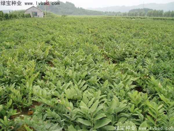 玉竹<a href='http://www.zishuwang.com.cn/' target='_blank'>種子</a>