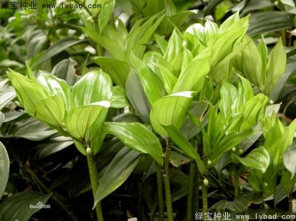 <a href='http://www.zishuwang.com.cn/linmuzhongzi/2254.html' target='_blank'>玉竹種子</a>