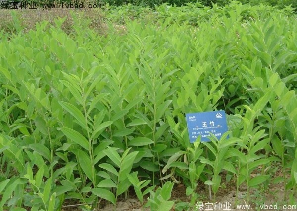 <a href='http://www.zishuwang.com.cn/linmuzhongzi/2254.html' target='_blank'>玉竹種子</a>