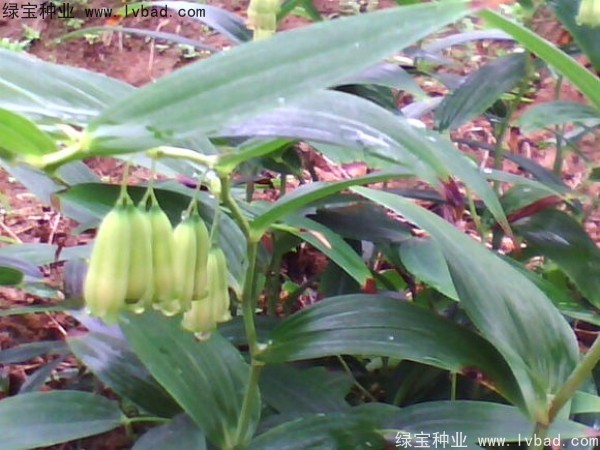 <a href='http://www.zishuwang.com.cn/linmuzhongzi/2254.html' target='_blank'>玉竹種子</a>