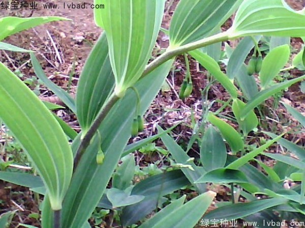 玉竹<a href='http://www.zishuwang.com.cn/' target='_blank'>種子</a>