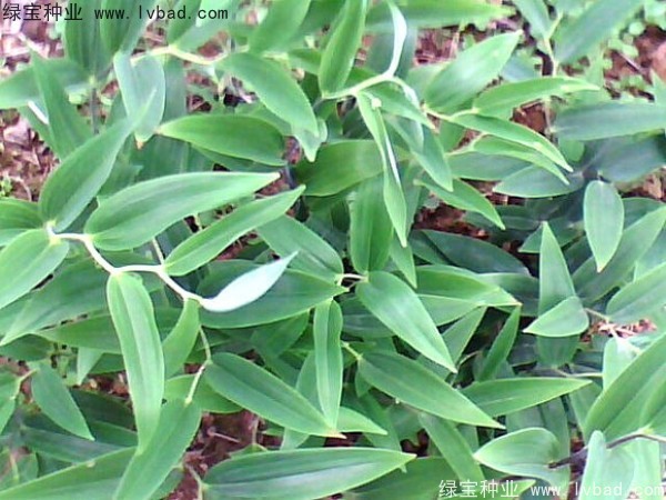 玉竹<a href='http://www.zishuwang.com.cn/' target='_blank'>種子</a>