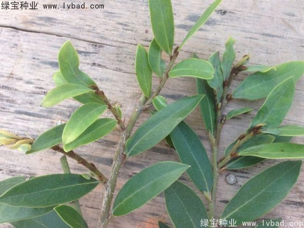 <a href='http://www.zishuwang.com.cn/linmuzhongzi/2255.html' target='_blank'>蚊母種子</a>