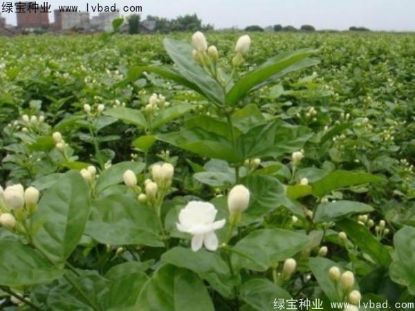 <a href='http://www.zishuwang.com.cn/linmuzhongzi/2258.html' target='_blank'>茉莉花種子</a>