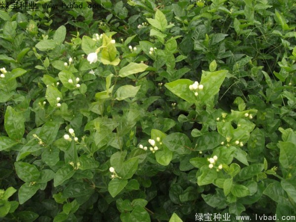 <a href='http://www.zishuwang.com.cn/linmuzhongzi/2258.html' target='_blank'>茉莉花種子</a>