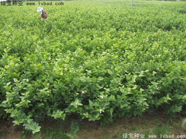 茉莉花<a href='http://www.zishuwang.com.cn/' target='_blank'>種子</a>