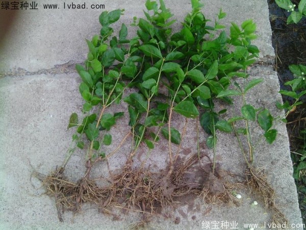 <a href='http://www.zishuwang.com.cn/linmuzhongzi/2258.html' target='_blank'>茉莉花種子</a>
