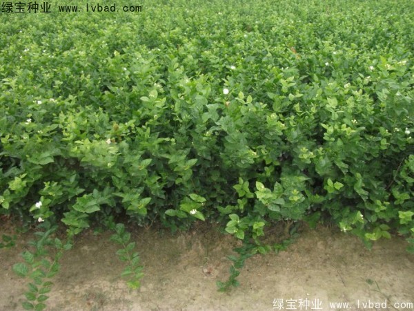 茉莉花<a href='http://www.zishuwang.com.cn/' target='_blank'>種子</a>