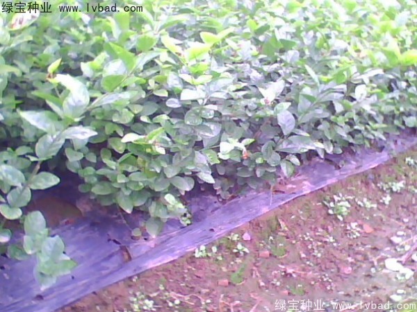 茉莉花<a href='http://www.zishuwang.com.cn/' target='_blank'>種子</a>