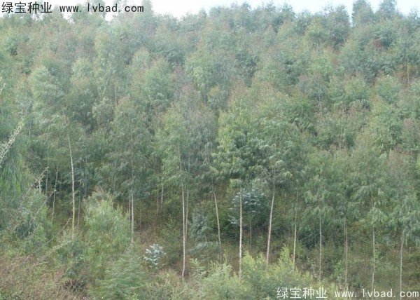 <a href='http://www.zishuwang.com.cn/linmuzhongzi/2259.html' target='_blank'>桉樹(shù)種子</a>