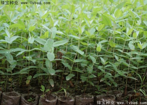 桉樹(shù)<a href='http://www.zishuwang.com.cn/' target='_blank'>種子</a>