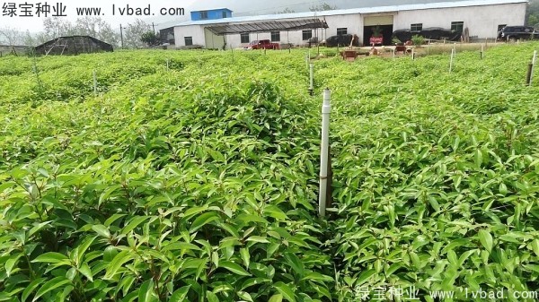 <a href='http://www.zishuwang.com.cn/linmuzhongzi/2259.html' target='_blank'>桉樹(shù)種子</a>