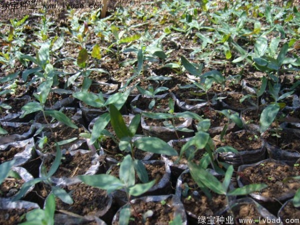 <a href='http://www.zishuwang.com.cn/linmuzhongzi/2259.html' target='_blank'>桉樹(shù)</a><a href='http://www.zishuwang.com.cn/' target='_blank'>種子</a>