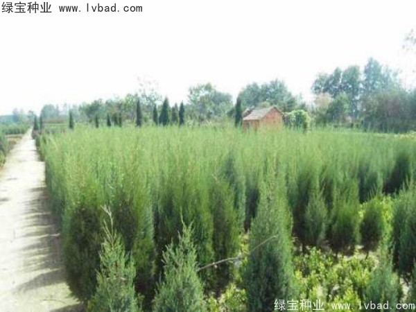 柏木<a href='http://www.zishuwang.com.cn/' target='_blank'>種子</a>