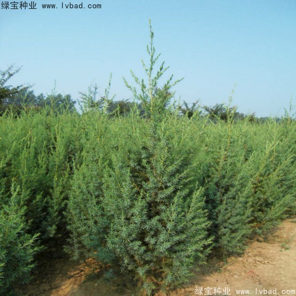 <a href='http://www.zishuwang.com.cn/linmuzhongzi/2260.html' target='_blank'>柏木種子</a>
