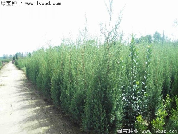 <a href='http://www.zishuwang.com.cn/linmuzhongzi/2260.html' target='_blank'>柏木種子</a>