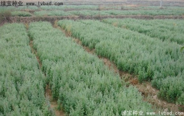 <a href='http://www.zishuwang.com.cn/linmuzhongzi/2260.html' target='_blank'>柏木種子</a>