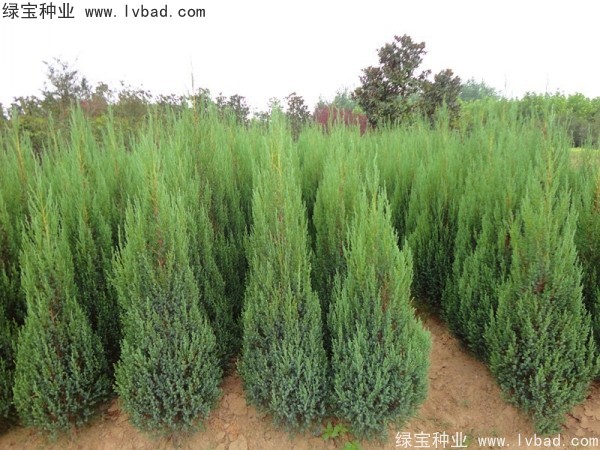 柏木<a href='http://www.zishuwang.com.cn/' target='_blank'>種子</a>
