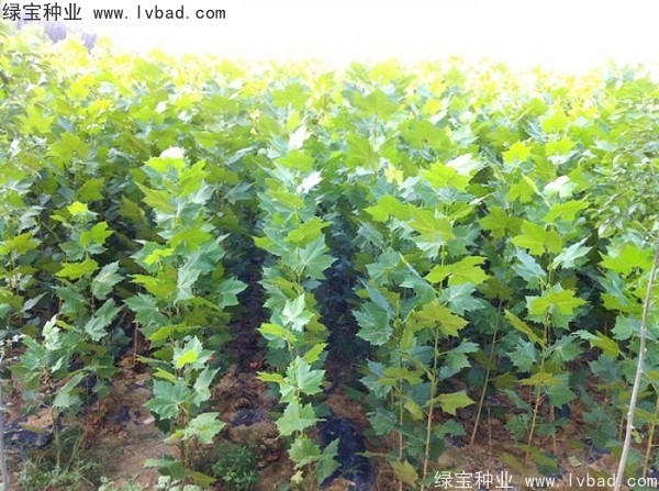 <a href='http://www.zishuwang.com.cn/linmuzhongzi/2262.html' target='_blank'>法桐種子</a>