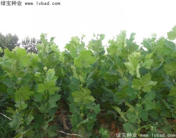 <a href='http://www.zishuwang.com.cn/linmuzhongzi/2262.html' target='_blank'>法桐種子</a>