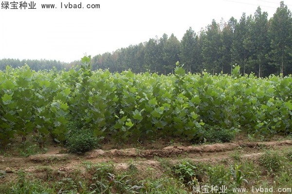 <a href='http://www.zishuwang.com.cn/linmuzhongzi/2262.html' target='_blank'>法桐</a>