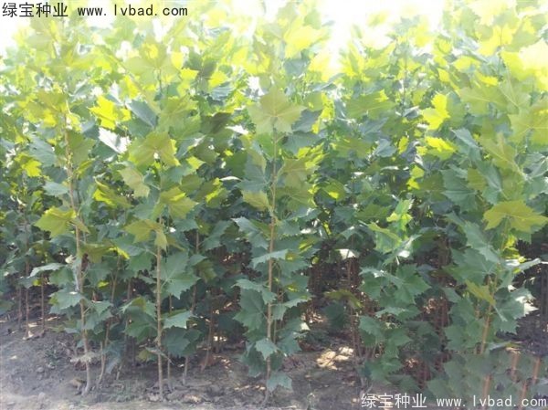 法桐<a href='http://www.zishuwang.com.cn/' target='_blank'>種子</a>