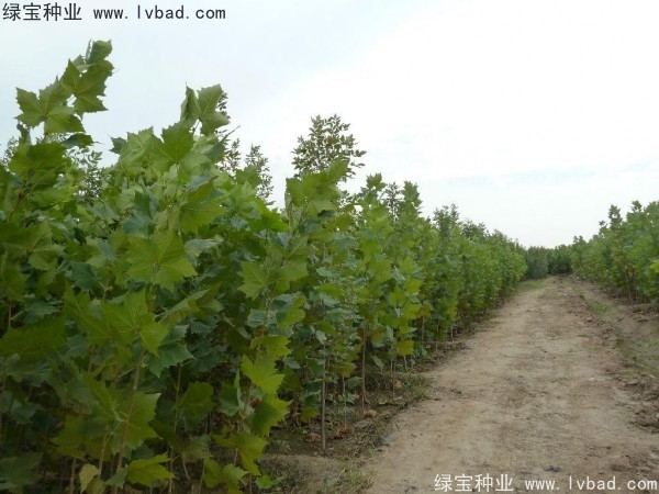 法桐<a href='http://www.zishuwang.com.cn/' target='_blank'>種子</a>