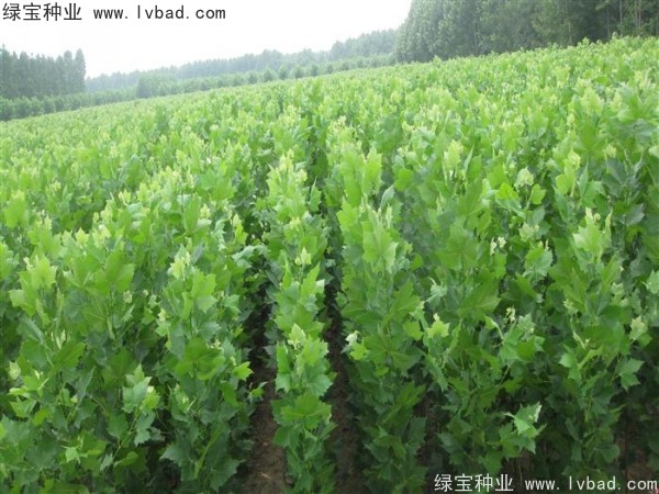 <a href='http://www.zishuwang.com.cn/linmuzhongzi/2262.html' target='_blank'>法桐種子</a>