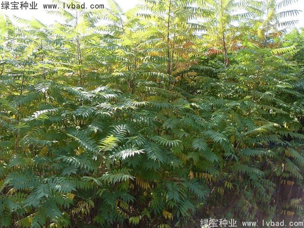 <a href='http://www.zishuwang.com.cn/linmuzhongzi/2263.html' target='_blank'>火炬種子</a>
