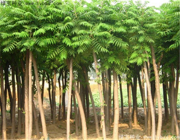 <a href='http://www.zishuwang.com.cn/linmuzhongzi/2263.html' target='_blank'>火炬種子</a>