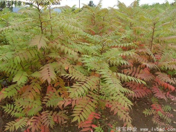 火炬<a href='http://www.zishuwang.com.cn/' target='_blank'>種子</a>