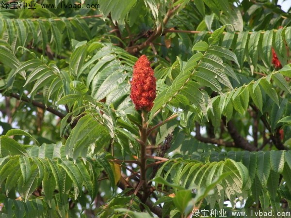火炬<a href='http://www.zishuwang.com.cn/' target='_blank'>種子</a>