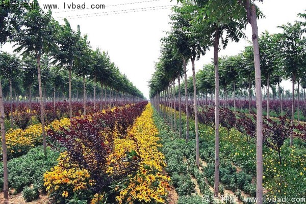 <a href='http://www.zishuwang.com.cn/linmuzhongzi/2263.html' target='_blank'>火炬種子</a>