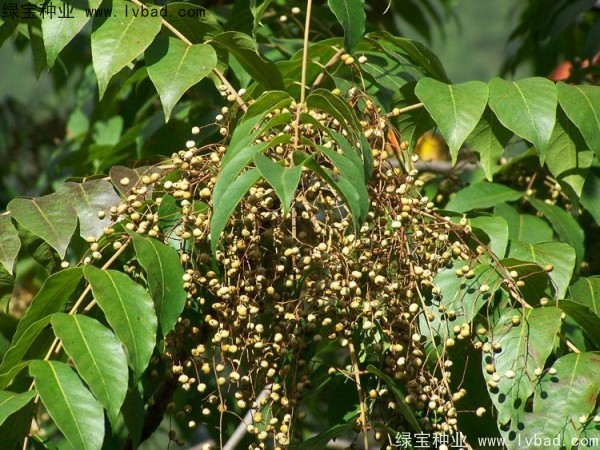 <a href='http://www.zishuwang.com.cn/linmuzhongzi/2269.html' target='_blank'>漆樹</a><a href='http://www.zishuwang.com.cn/' target='_blank'>種子</a>