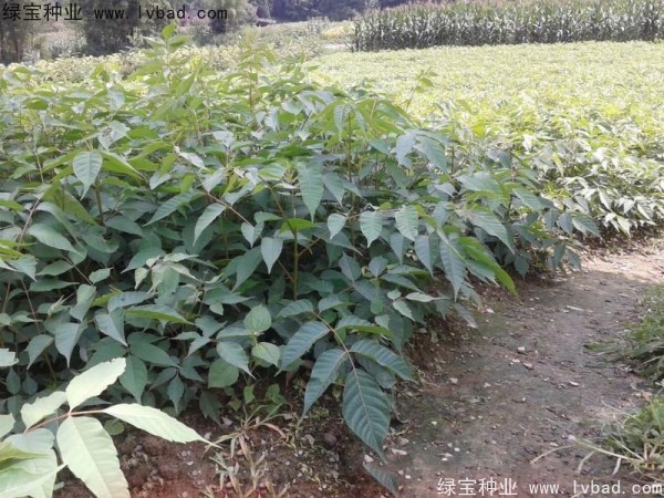 <a href='http://www.zishuwang.com.cn/linmuzhongzi/2269.html' target='_blank'>漆樹種子</a>
