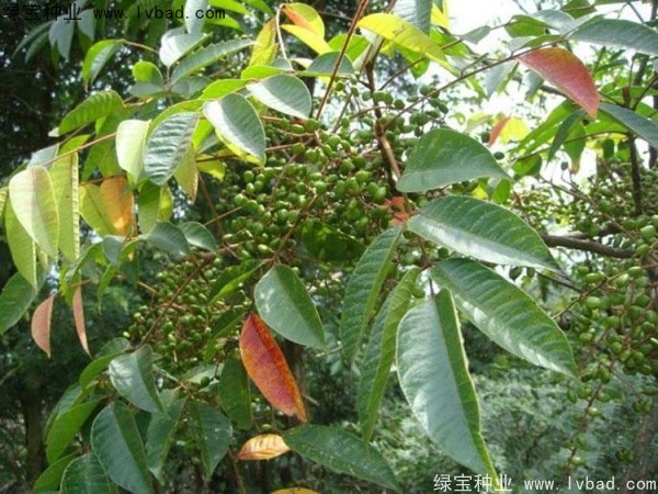 漆樹<a href='http://www.zishuwang.com.cn/' target='_blank'>種子</a>