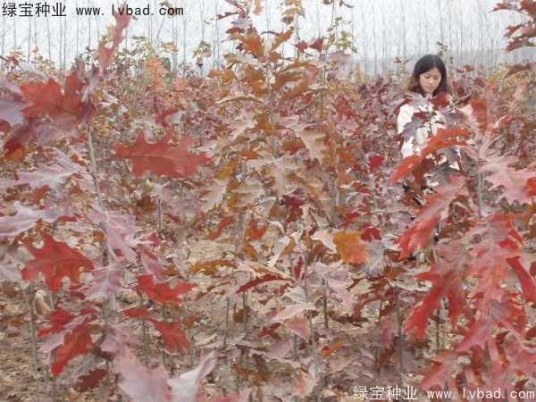 橡樹(shù)<a href='http://www.zishuwang.com.cn/' target='_blank'>種子</a>