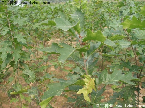 <a href='http://www.zishuwang.com.cn/linmuzhongzi/2280.html' target='_blank'>橡樹(shù)</a><a href='http://www.zishuwang.com.cn/' target='_blank'>種子</a>