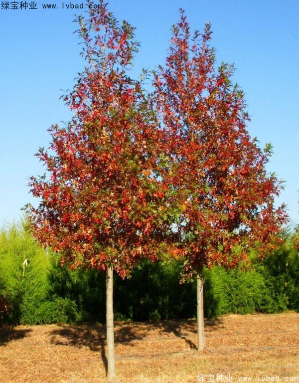<a href='http://www.zishuwang.com.cn/linmuzhongzi/2280.html' target='_blank'>橡樹(shù)種子</a>